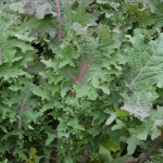 Kale (Kale)